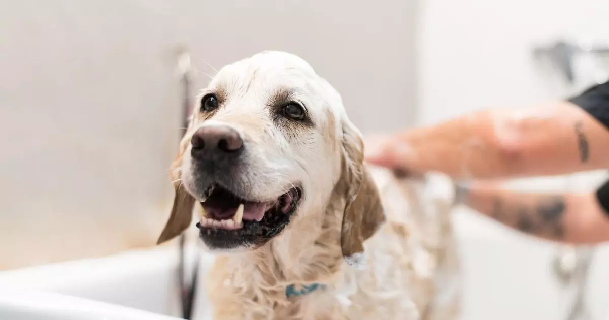 The Essential Guide to Bathing Your Dog: Tips for a Successful Grooming Experience