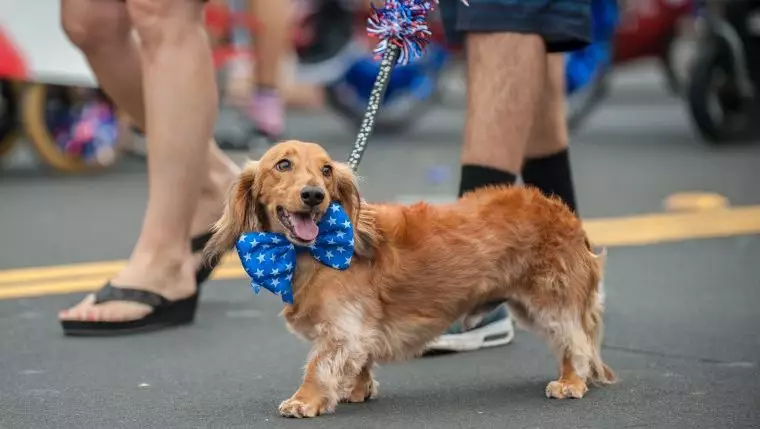 Keeping Your Dog Safe and Happy at Parades: Essential Tips for Pet Parents