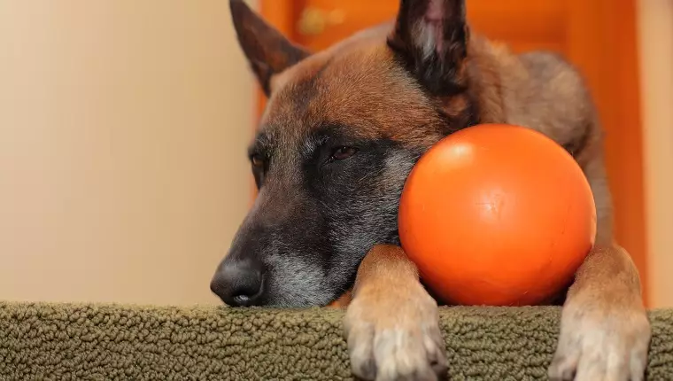 Keeping Our Senior Dogs Active: A Guide to Indoor Exercises