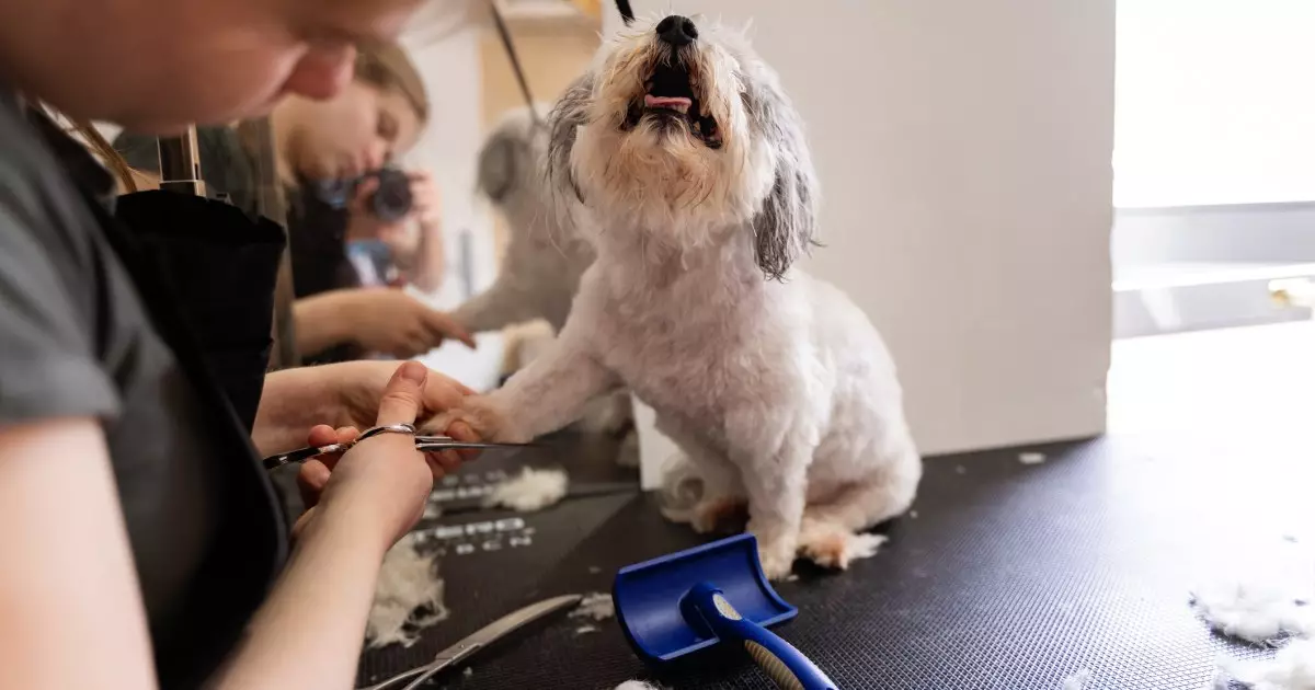 Ensuring Dog Safety: The Importance of Responsible Grooming Practices