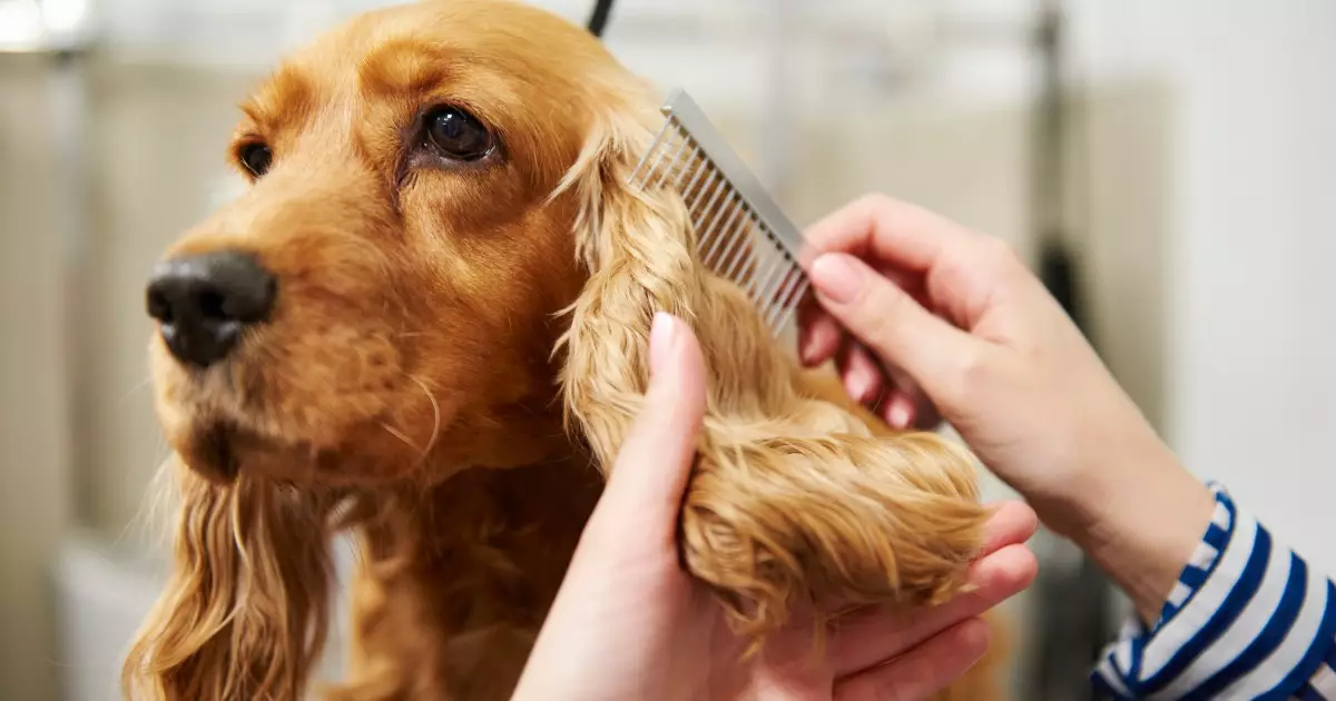 Understanding Grooming Needs for High-Maintenance Dog Breeds