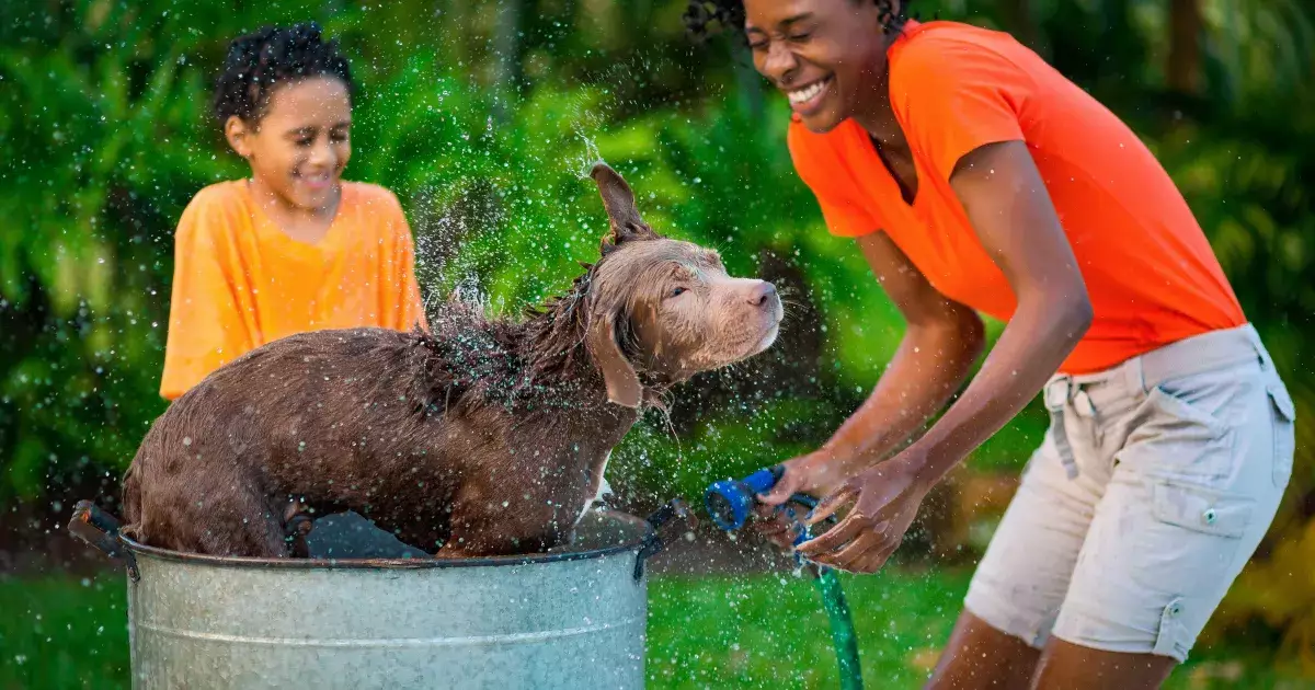 Summer Dog Grooming: Tips for a Stress-Free Experience