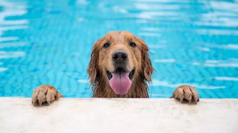 Making Waves: A Guide to Introducing Your Dog to Water Safely