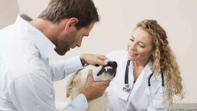 Understanding Oral Melanocytic Tumors in Dogs: Symptoms, Causes, and Treatment