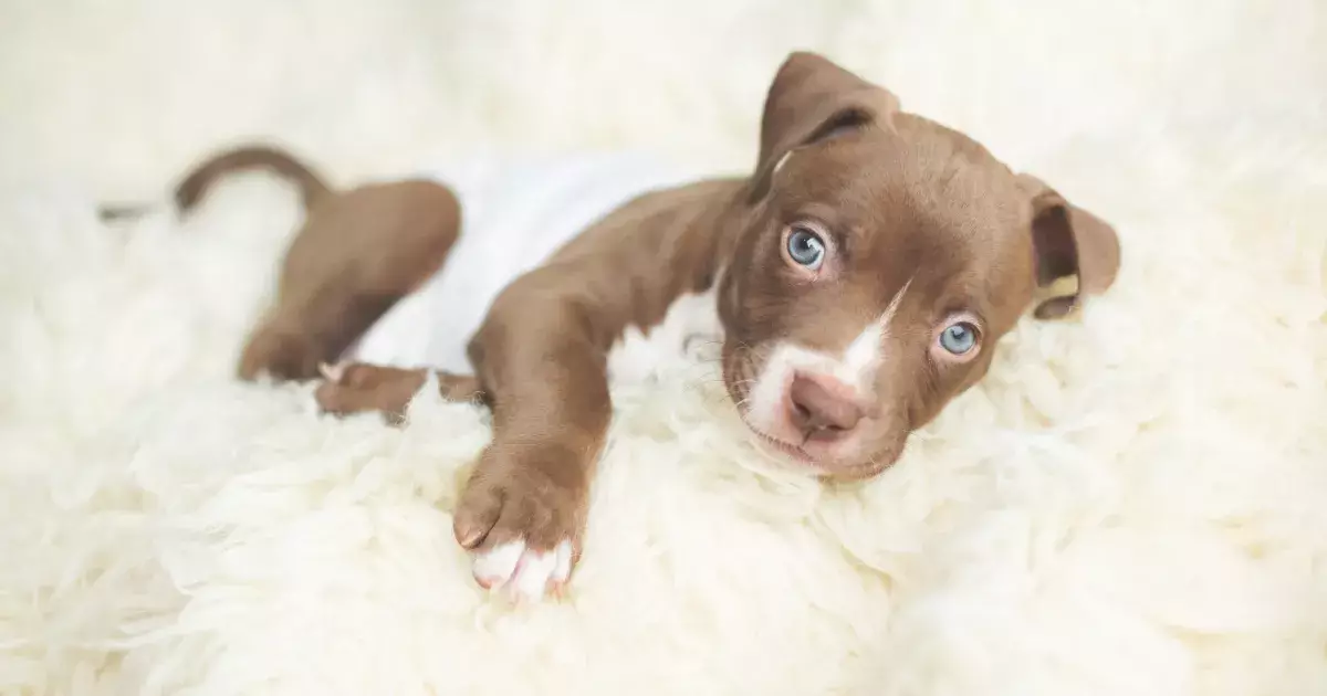 The Truth About American Pit Bull Terrier Puppies: A Breed Unveiled