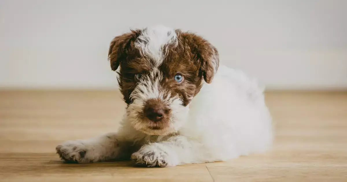 The Allure of Fox Terrier Puppies: An In-Depth Look