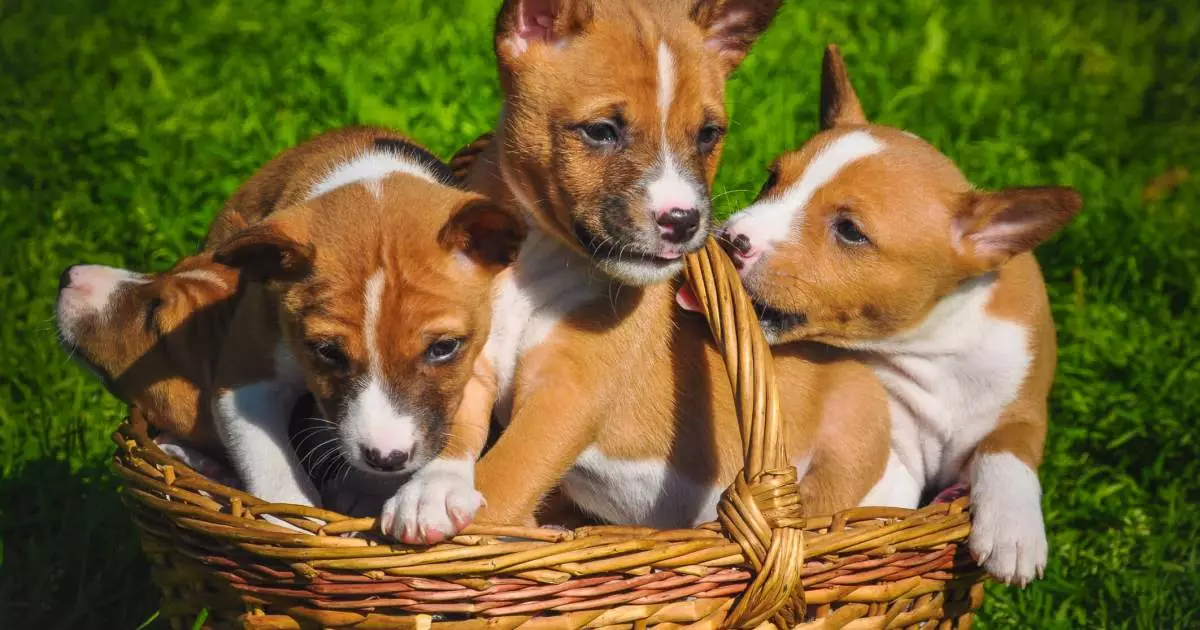 The Enigmatic Charm of Basenji Puppies: More Than Just Adorable Faces