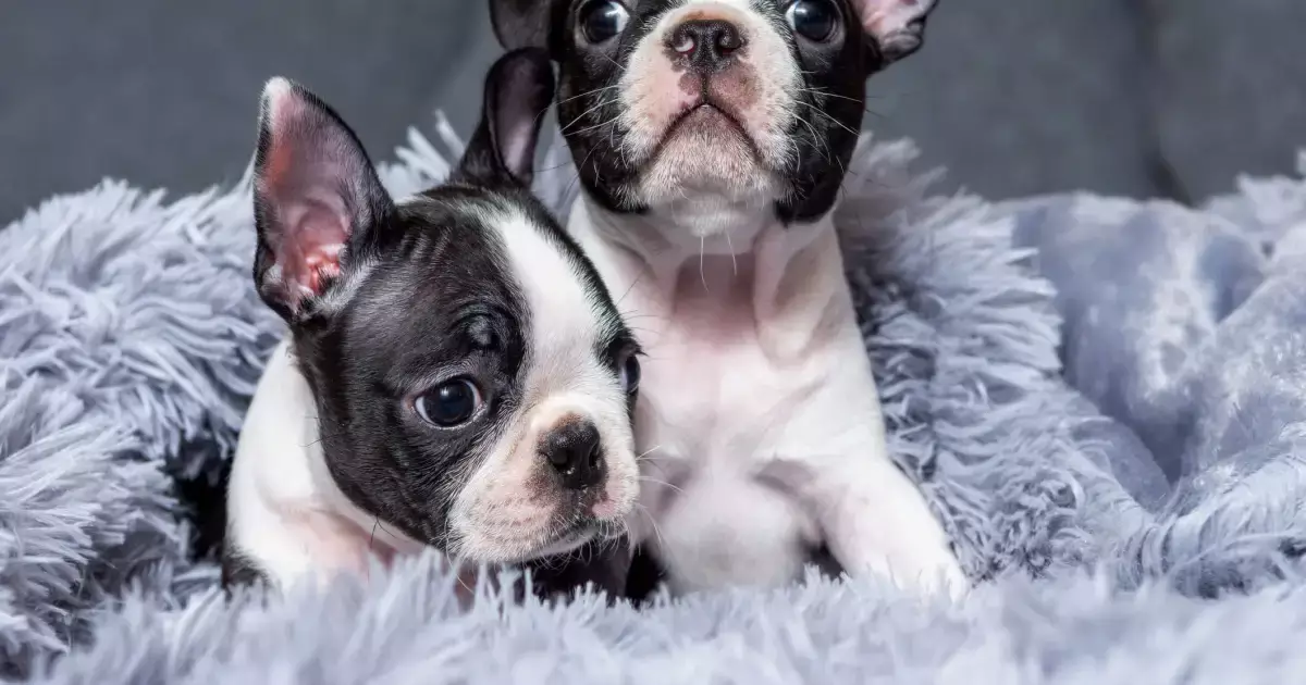 The Endearing Boston Terrier: A Comprehensive Guide to an Adorable Breed