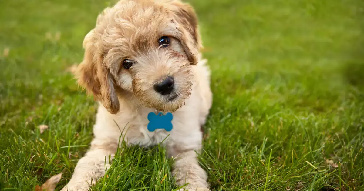 The Allure of Goldendoodles: Why They’re the Perfect Family Companion