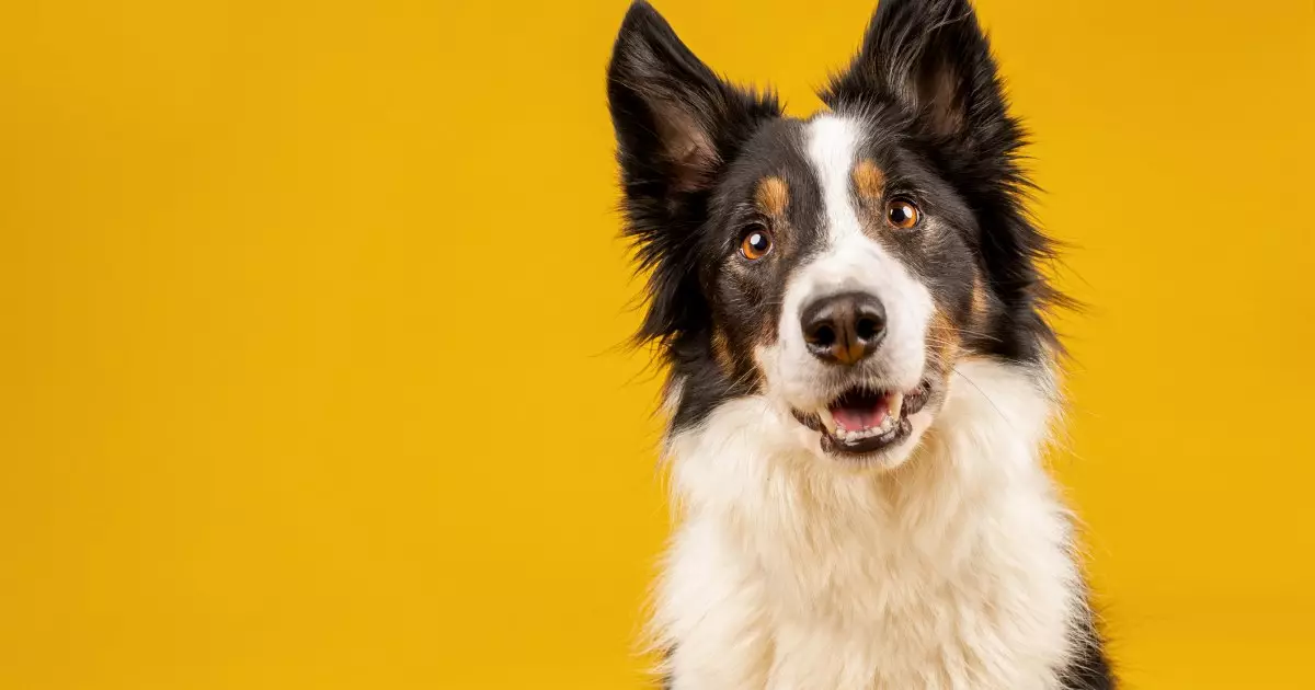 Unlocking Canine Communication: The Power of Dog Buttons