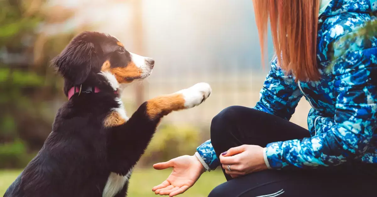 Mastering Dog Tricks: A Guide to Bonding and Fun Learning