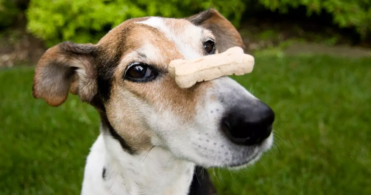 Unleashing the Magic: Advanced Tricks to Challenge Your Dog’s Brain