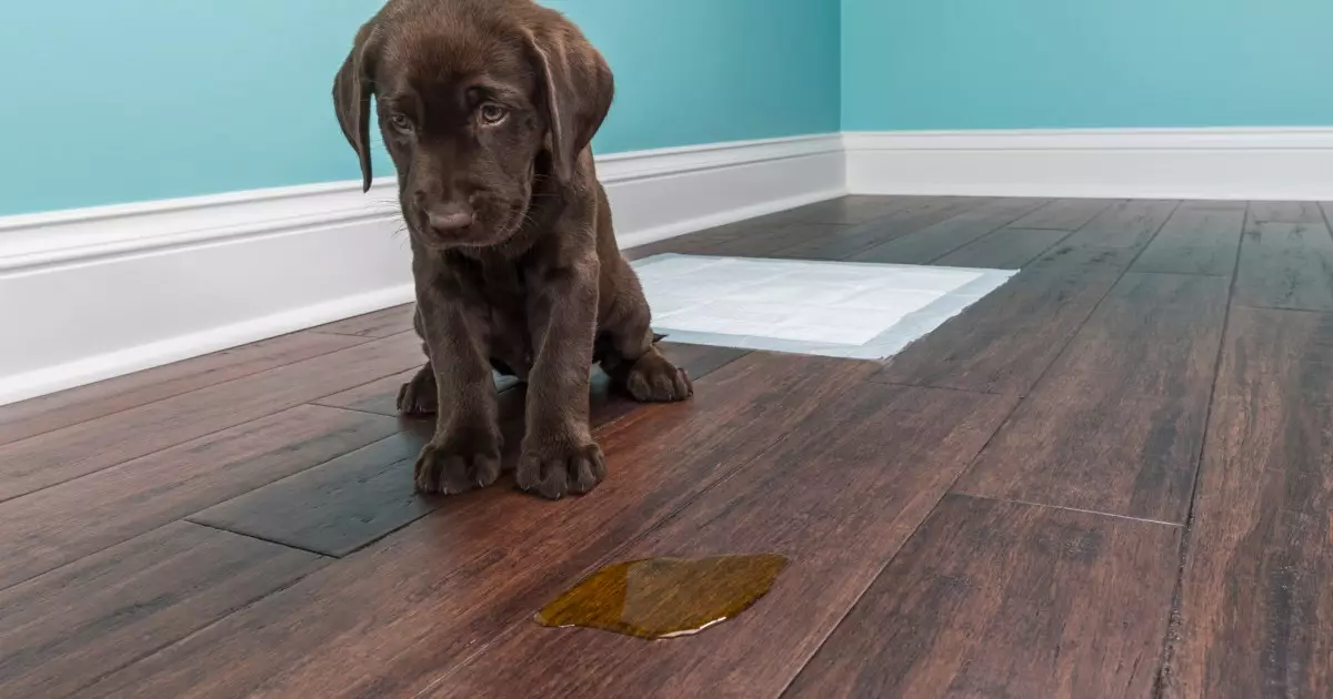 Mastering the Art of Dog Potty Training: A Comprehensive Guide