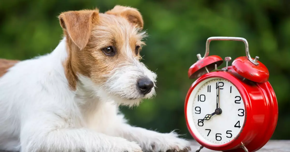 Navigating the End of Daylight Saving Time: Tips for Helping Your Dog Adjust