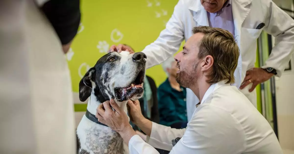 Understanding Bone Cancer in Dogs: A Comprehensive Guide