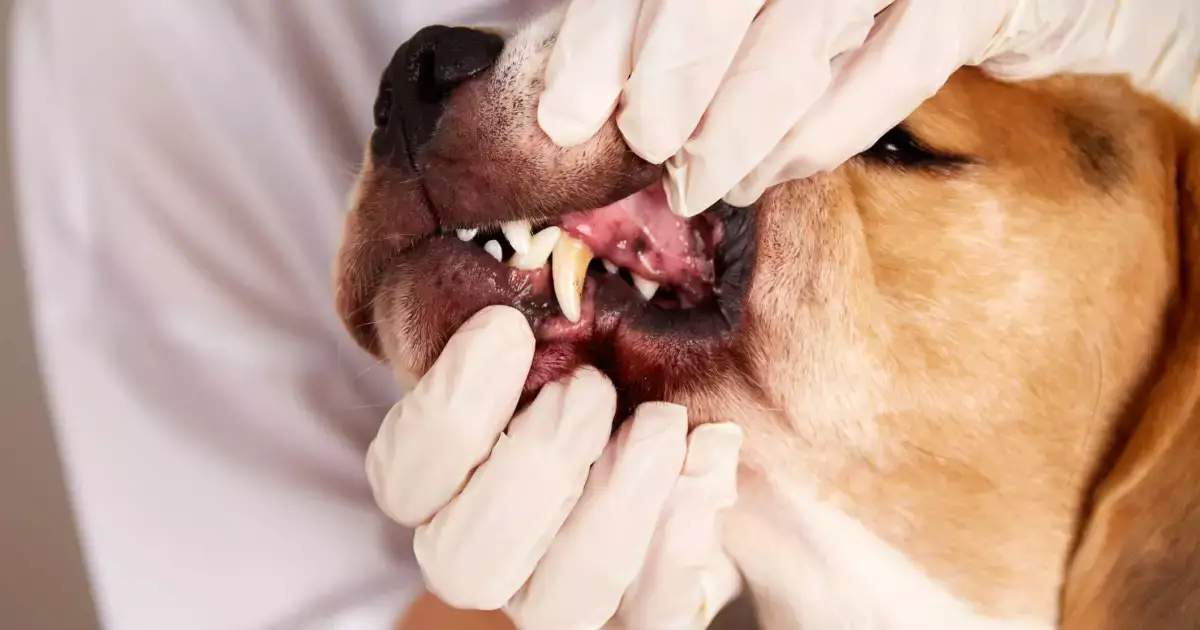 Understanding Periodontal Disease in Dogs: A Comprehensive Guide