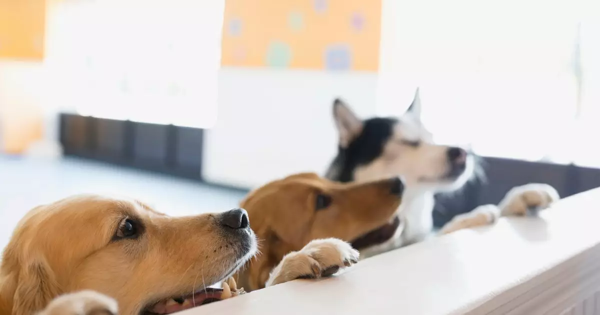 The Benefits of Dog Daycare: Ensuring Your Pup’s Happiness and Well-Being