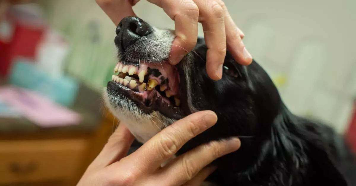 The Importance of Canine Dental Health: Understanding Cavities in Dogs