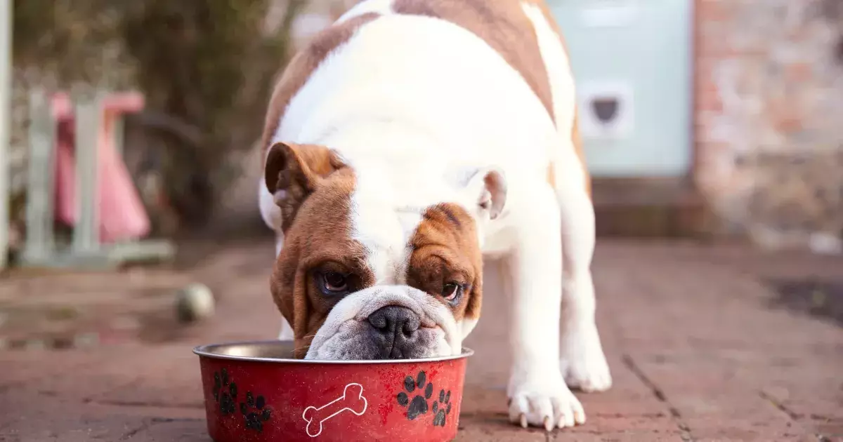 Essential Strategies for Managing Your Dog’s Weight: A Comprehensive Guide