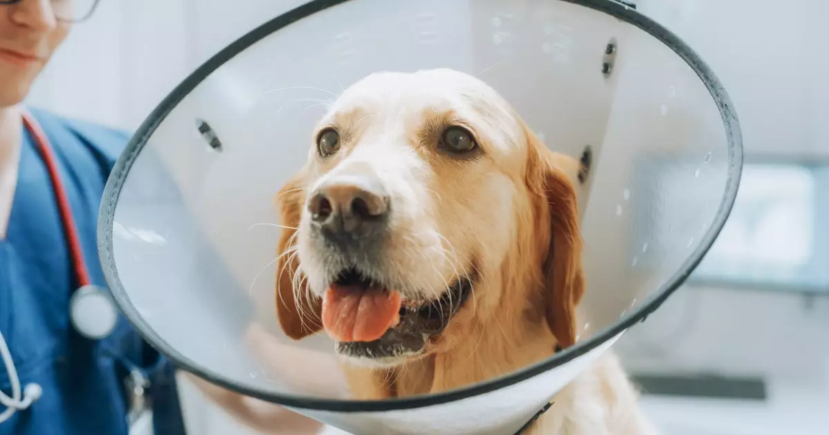 The Importance of Neutering Male Dogs: Myths, Facts, and Benefits