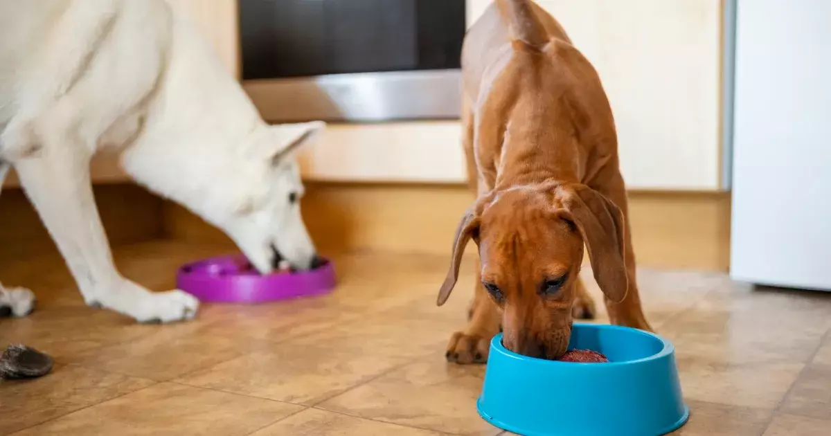 Navigating the Nutritional Needs of Dogs: Understanding Size, Breed, and Age