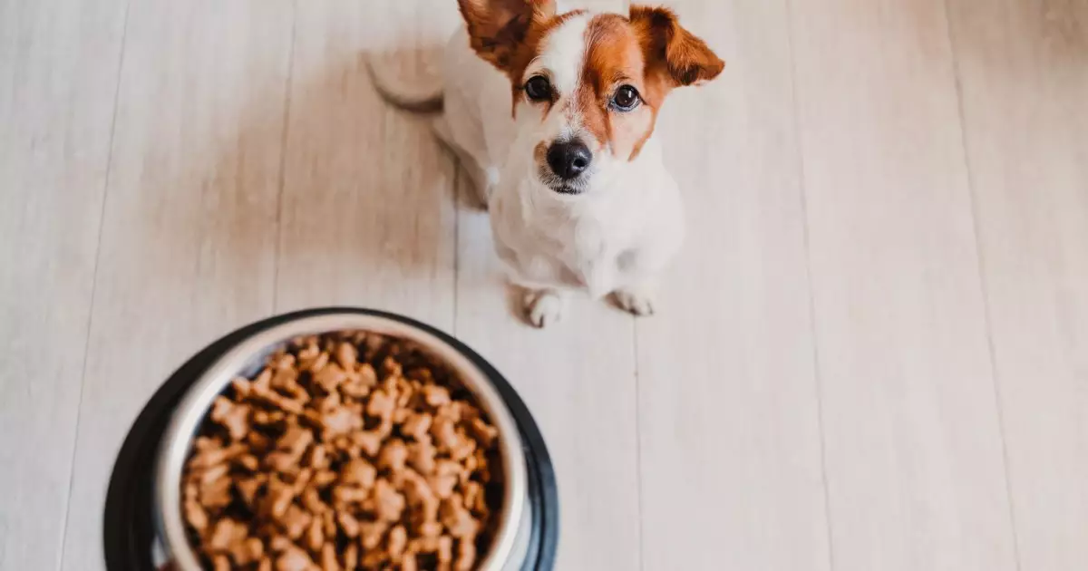 Nourishing Your Canine Companion: The Vital Role of Targeted Nutrition