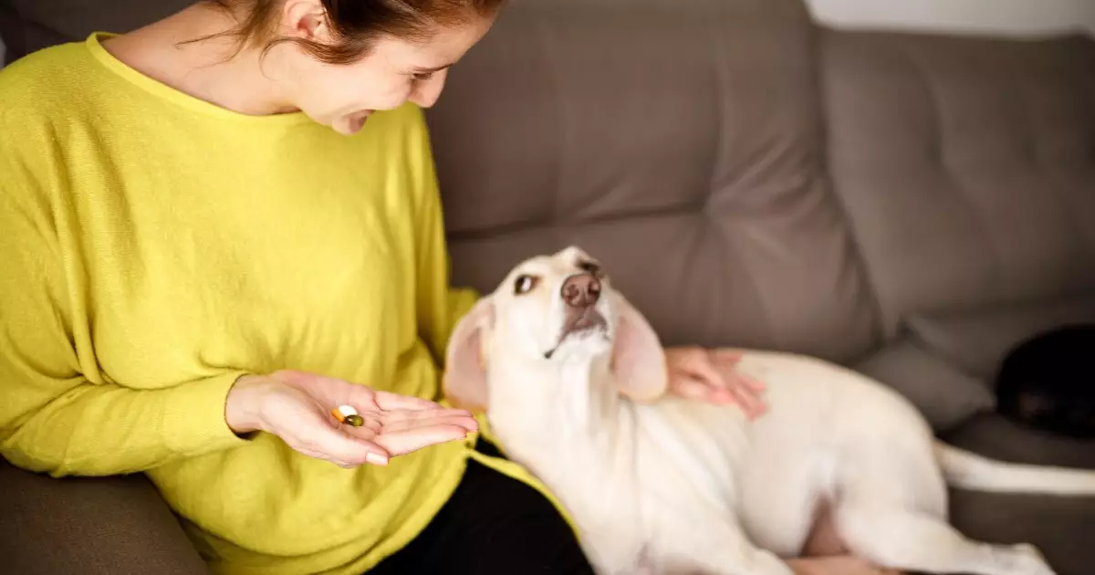 The Essential Guide to Dietary Supplements for Dogs