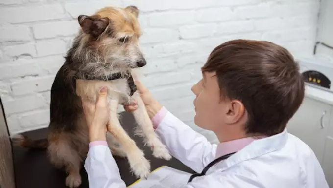 Understanding Glucagonoma in Dogs: A Guide for Pet Owners