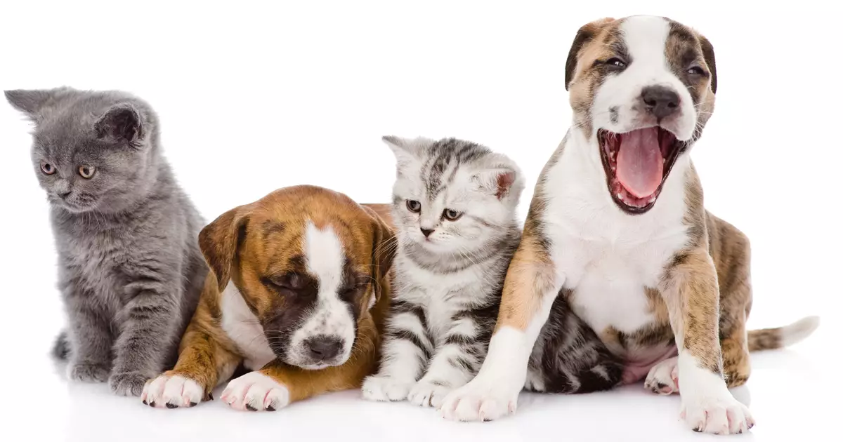 The Flawed Approach of Mandatory Spay and Neuter Laws in Combating Pet Overpopulation