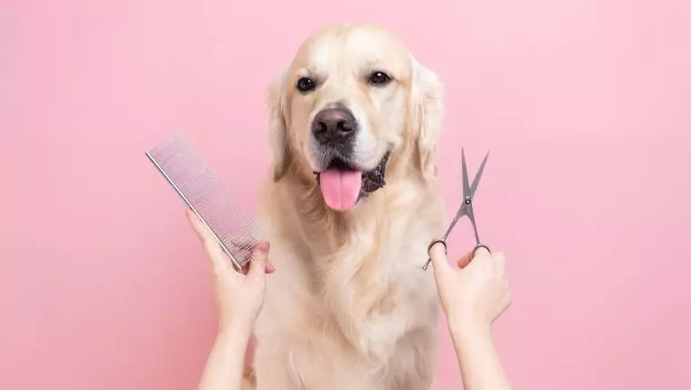 The Rise of Organic Dog Grooming Products: A Closer Look at Pet Care Choices