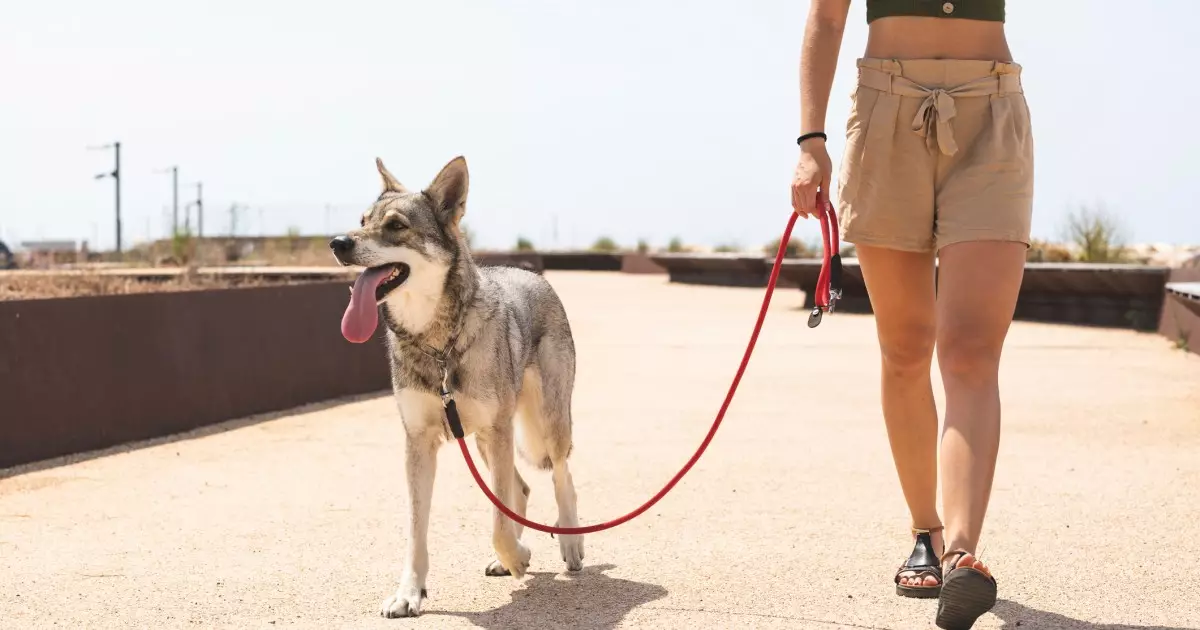 The Dynamics of Dog Walking: Understanding Positions and Relationships