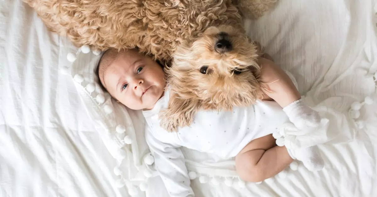 Navigating the Transition: Preparing Your Dog for a New Baby