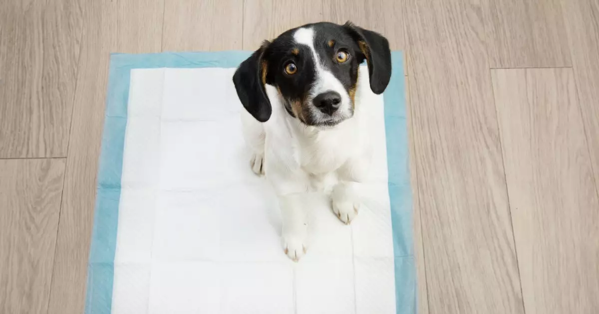 The Essential Guide to Successfully Housetraining Your Puppy