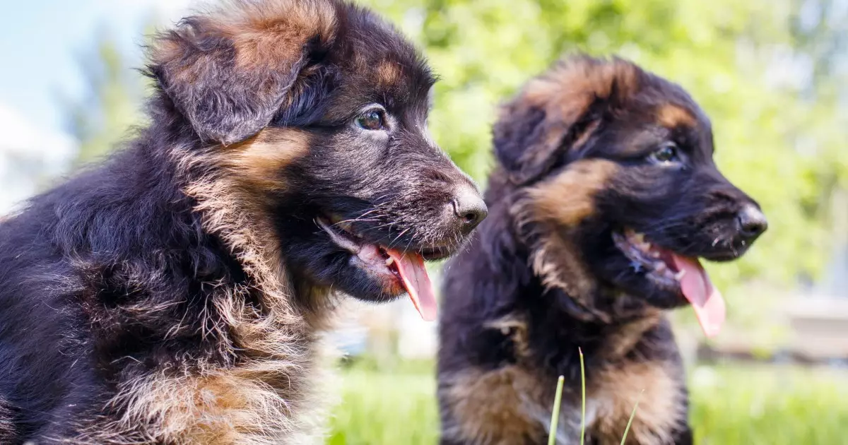 The Endearing Charm and Responsibilities of Owning a German Shepherd Puppy