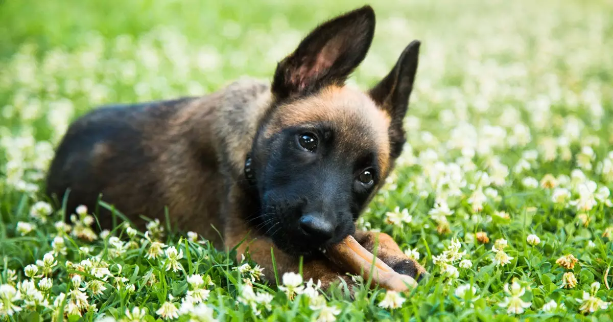 The Remarkable Traits of Belgian Malinois Puppies