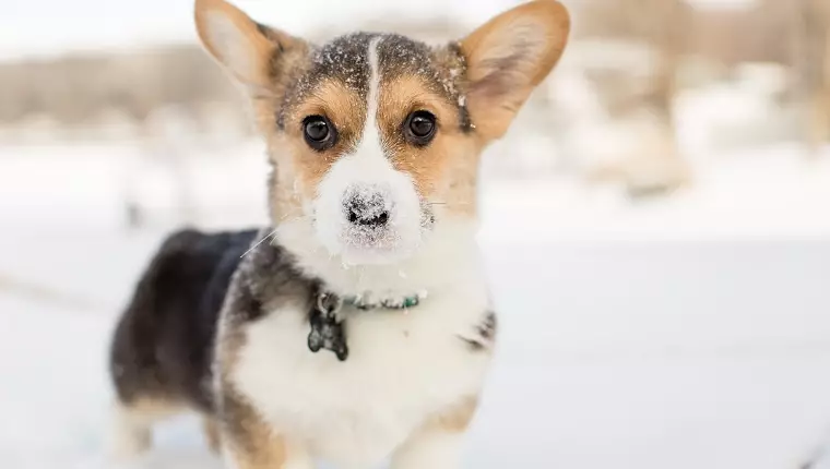 Guiding Your Puppy Through Their First Winter Wonderland