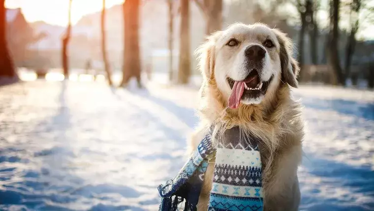 The Winter Wonderland: Joyful Dogs in the Snow