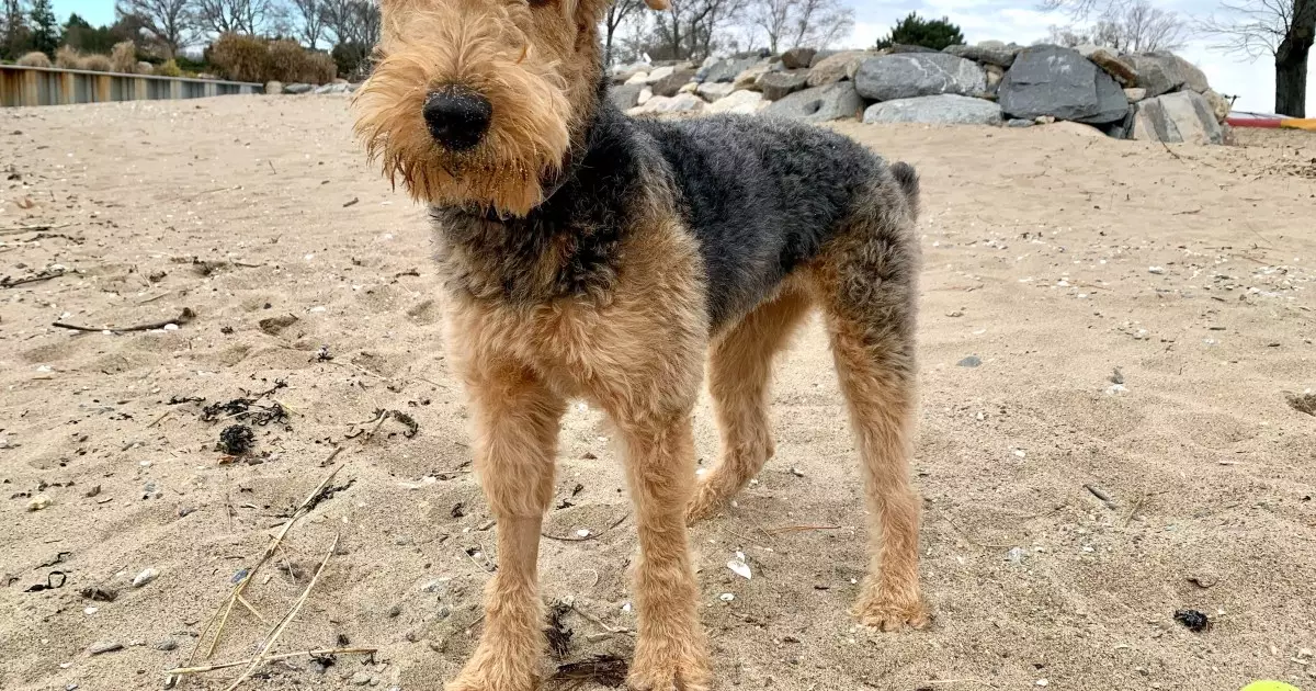 The Airedale Terrier: A Royal Companion with a Rich History