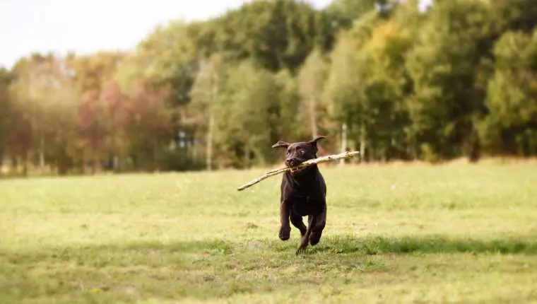 The Quirky World of Dogs: Finding Joy in the Unexpected