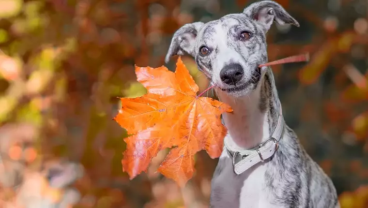 Embrace Autumn: Exciting Activities to Share with Your Dog