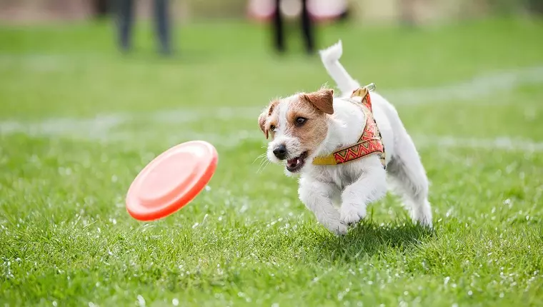 Exploring Diverse Play Styles for Dogs: Finding the Right Fit for Your Furry Friend