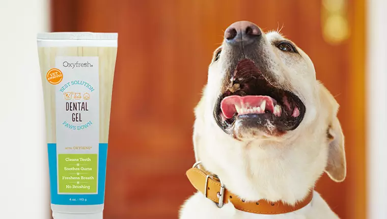 A Refreshing Approach to Canine Dental Health: My Experience with Oxyfresh Pet Dental Gel