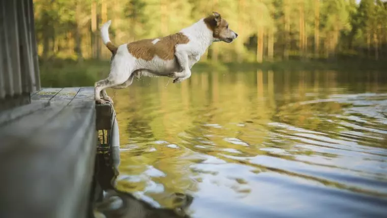 Joyful Splashes: The Enthralling World of Competitive Dog Water Sports