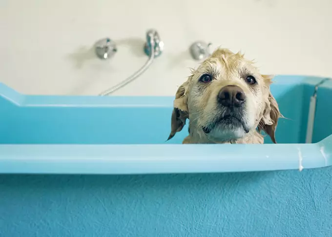 Mastering the Art of Dog Bathing: A Simple, Stress-Free Guide