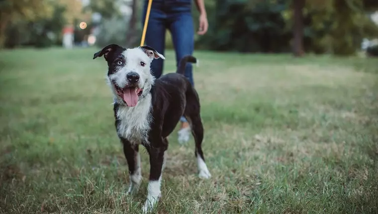 Engaging Your Dog’s Mind on Walks: Fun Activities for Mental Stimulation