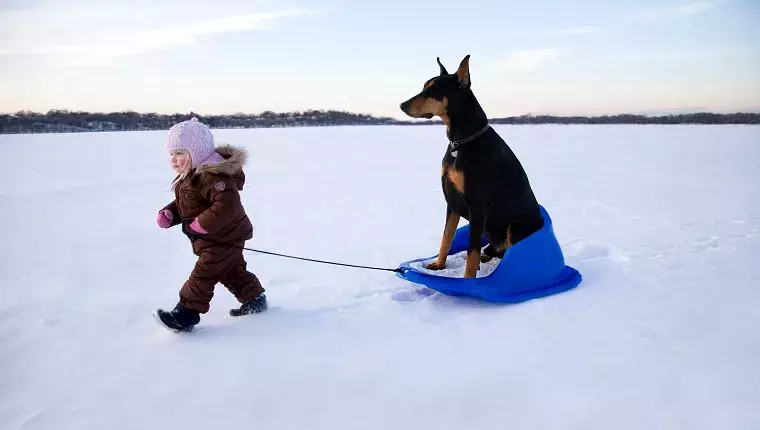 Winter Wonderland: Creative Activities to Enjoy with Your Dog in the Snow