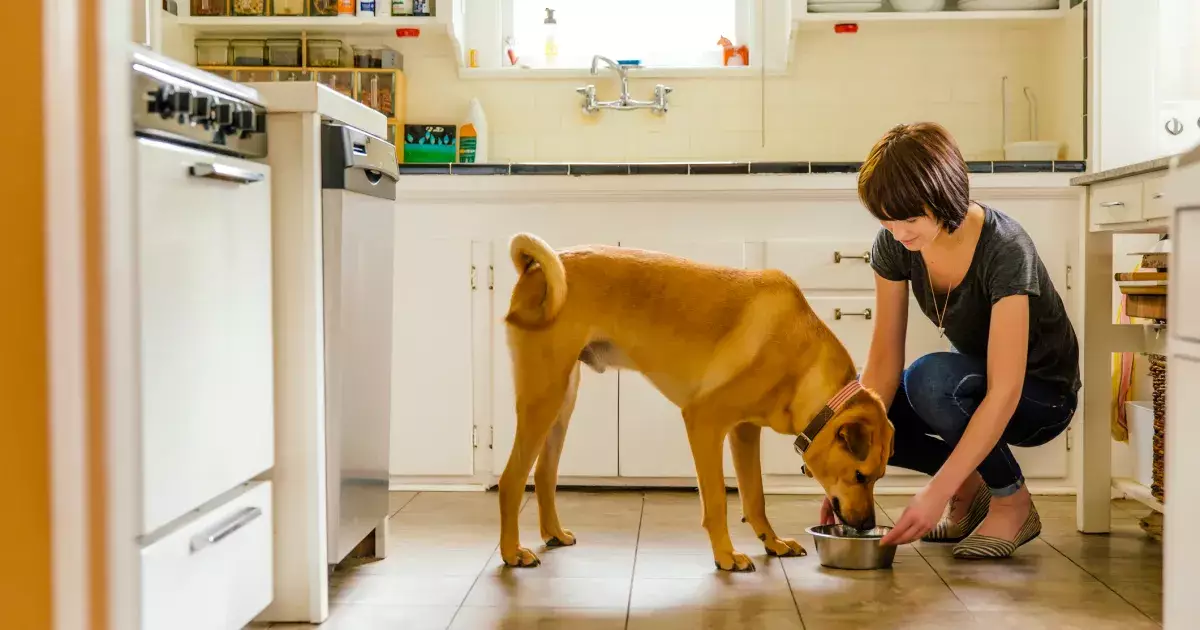 Nourishing Your Canine Companion: The Truth Behind Free Feeding