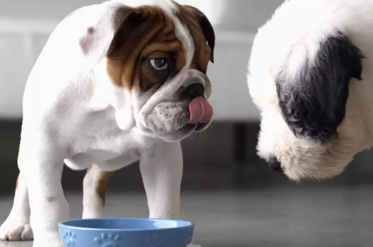 Revolutionizing Pet Mealtime: How Microchip Feeders Can Transform Your Dog’s Diet