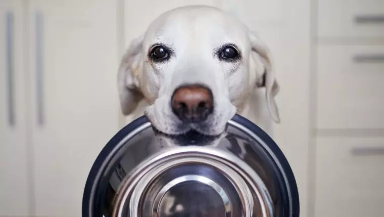 Understanding Your Dog’s Unyielding Hunger: A Complete Guide