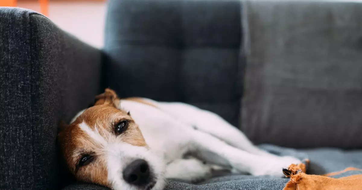 Understanding the Risks of Feeding Dogs Caramel Apples